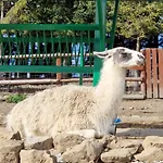 Bialego Wilka W Zawoi *