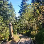 Bialego Wilka W Zawoi Zawoja